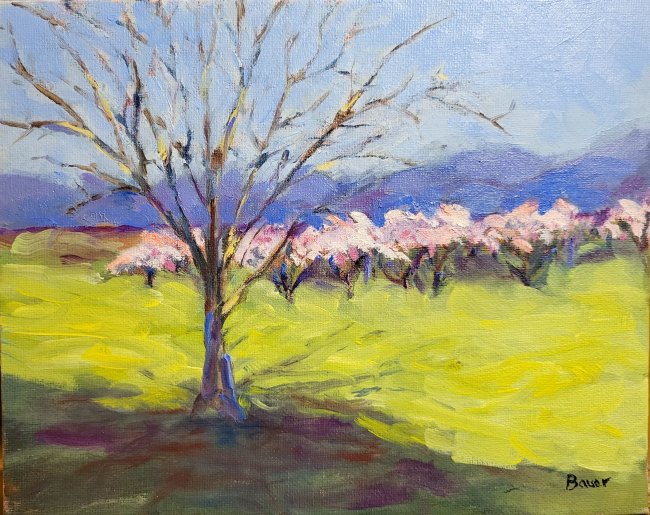 Orchard in Northern California 