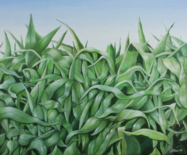 Could Be Corn
