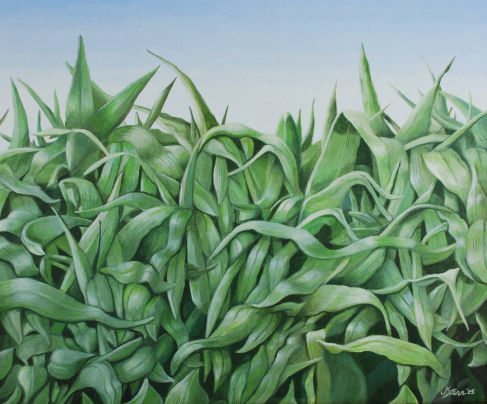 Could Be Corn