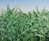 Could Be Corn