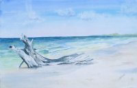 Driftwood on Lovers Key