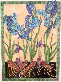 Iris Spring