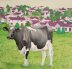 Cows and the Environment  - Pink Houses