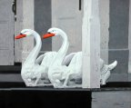 Surveilling Swans