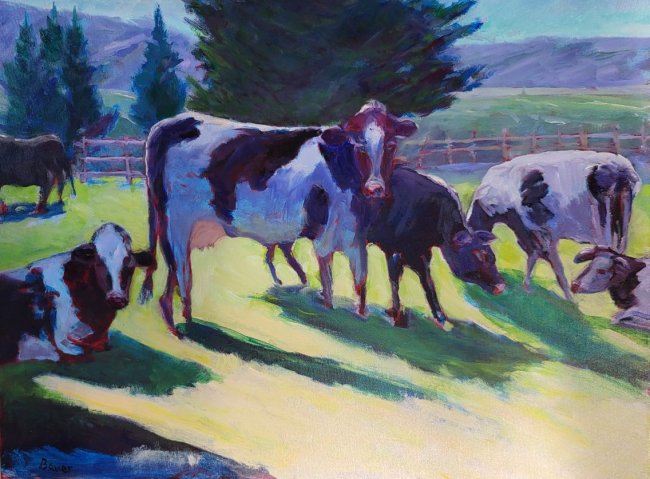 Dairy Cows in Sunshine