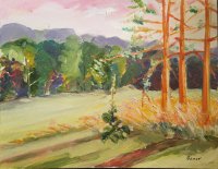 Red Pines in Hayfield with Mullein Plant