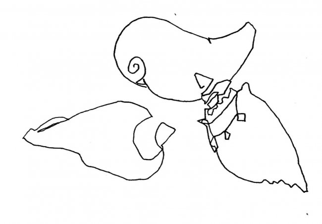 Three Shells No. 1
