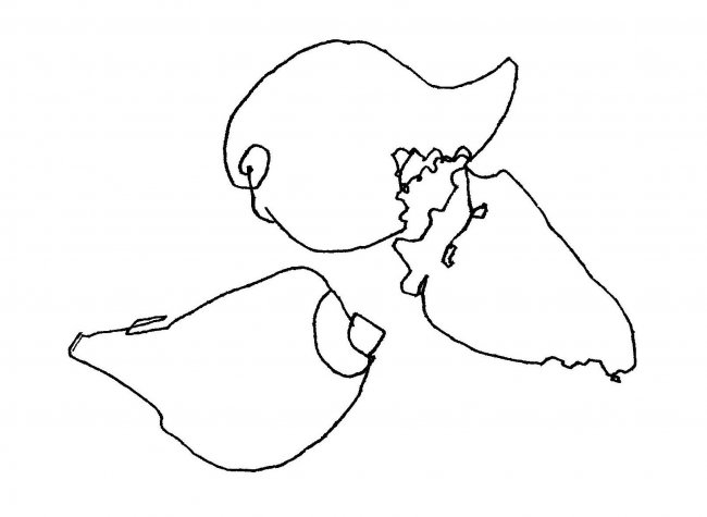 Two Shells No. 2