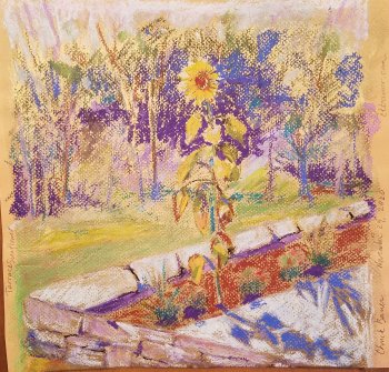 Terrace Sunflower