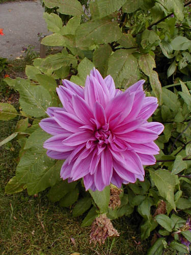 P1010061