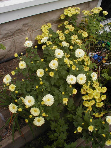 P1010065