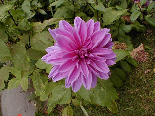 P1010061